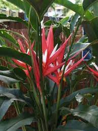 Featured Plant Heliconia Angusta Red Christmas Exotica Tropicals Tropical Plants Nursery In B Viveiro De Plantas Arranjos Florais Baratos Belos Jardins