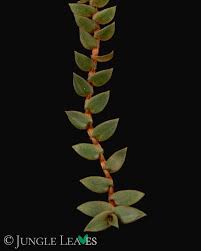 Image result for Cyanotis