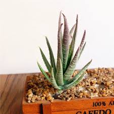 Image result for Aloe zebrina