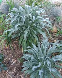 Image result for Matthiola
