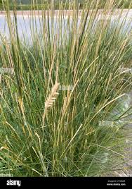 Image result for Elionurus tripsacoides