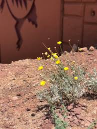 We did not find results for: Mountain Desert Flowers Yellow Arizona Plant Flower Flowering Plant Piqsels