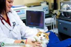 Your vet team will probably put your kitty under sedation or general. Cat Ultrasound Mri Xray And Radiology Animal Clinic Of Billings