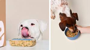 Ollie dog food review: An honest opinion