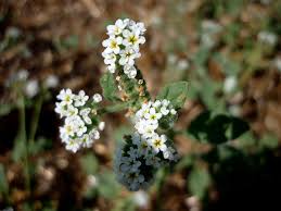 Image result for Heliotropium harareense