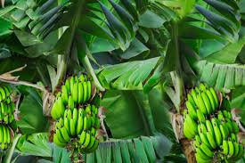 Check what variety is best for your local climate and remember some varieties require two to produce fruit. 11 Dwarf Fruit Trees You Can Grow In Small Yards