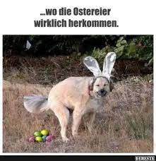 Endlich ist wieder frühling und ostern steht vor der tür! Wo Die Ostereier Wirklich Herkommen Frohe Ostern Lustig Bilder Ostern Lustig Lustig