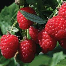 Details of the green leaves of a raspberry plant in a pot, in urban garden in natural light. Raspberry Plant At Rs 150 Piece Fruit Plants Id 13202086412