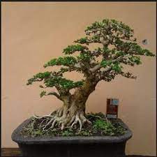Batang tanaman jenis ini biasanya tumbuh horizontal seperti umbi kentang atau umbi famili zingiberaceae. Jenis Jenis Tanaman Bonsai Tanaman Pohon Bonsai Kebun