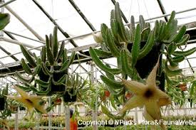 Growing desert cacti is not difficult. Search Within This Service Search Home Resources Field Guides Comparison Of Similar Looking Plants Spot Characters News About Us View All Species Toggle Mobile Search Bar Toggle Mobile Menu Select Categories To Search All Flora Fauna Search For