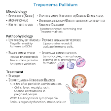 Image result for Treponema