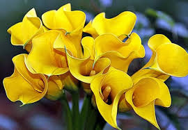By london swaminathan (swami_48@yahoo.com or the three powerful kingdoms of tamil nadu had separate flags, emblems and flowers. 25 Best Tamilnadu India Flowers Images