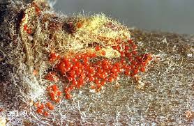Image result for red mite