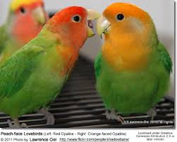 Peachfaced Lovebird Aka Rosy Faced Lovebird Breeding