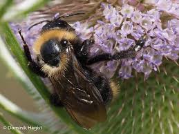 Image result for Bombus campestris