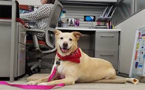 LuaÈ›i VÄƒ Cainele La Ziua De Lucru 2017