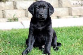 Black And White Labrador Retriever Puppies Black Labrador Retriever Puppies Labrador Retriever Puppy For Sale Leo Black Lab Male E9a858b6 Labrador Retriever Black Labrador Retriever Lab Puppies