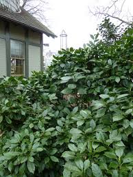 Image result for Aucuba