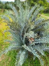 Image result for Encephalartos senticosus