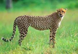Top 10 Biggest Cat Species In The World Big Cat Species Cat Species Big Cats