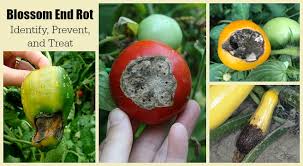 It's often caused by lack of calcium uptake. Blossom End Rot How To Identify Prevent And Treat