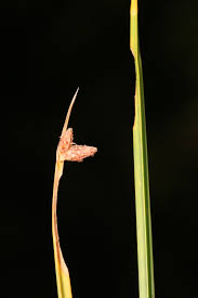 Image result for Schoenoplectus sp.no.3