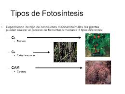 Así pues el intercambio de gases se. Laboratorio No 9 Fotosintesis Instructora Andrea Arias Garcia Ppt Video Online Descargar