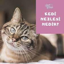 kedi nezlesi nedir