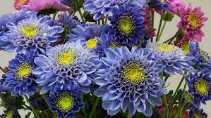 The Scientific Feat That Birthed The Blue Chrysanthemum Chrysanthemum Blue Flower Wallpaper Blue Flowering Shrubs