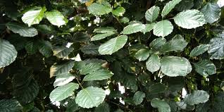 Image result for Polyspatha paniculata