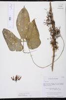 Image result for Eureiandra leucantha