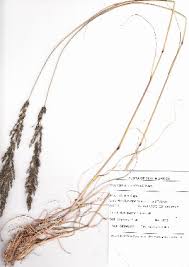 Image result for Arundinella nepalensis