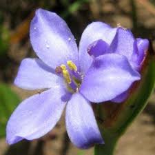 Image result for Aristea abyssinica