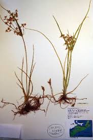 Image result for Cyperus amauropus