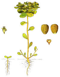 Image result for Euphorbia granulata