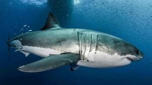 Tiger sharks are named for the dark, vertical stripes found mainly on juveniles. Radiografia Del Gran Tiburon Blanco Mediterraneo Tras El Analisis De Su Adn