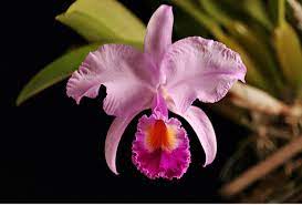Pin By Gabriella Campagna On Colombia Cattleya Flowers Lovely