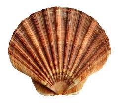 Sea Ocean Shell Png Image