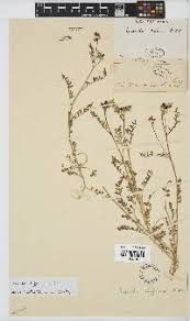 Image result for Lessertia falciformis