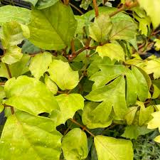 Image result for Rhoicissus rhomboidea