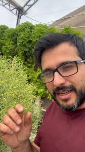 Bruno Palma Hidroponia (@brunopalmahidroponia) • Instagram photos and videos