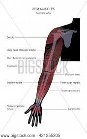 The long head originates just above the shoulder socket on the scapula and blends with the short head onto the radius bone of the forearm. Human Biceps Triceps Vector Photo Free Trial Bigstock