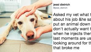 As we mentioned before, kindly don't do an experiment & put your dog to painful death. How Much To Put A Dog Down At Home