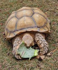 Find out how much a sulcata tortoise should eat so he isn't over fed or under fed. Frankie Enjoying A Cactus Pad Www Frankietortoisetails Com Tortoise Turtle Tortoise Food Sulcata Tortoise
