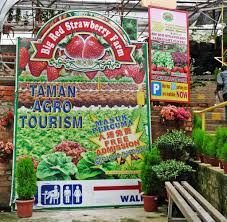 The red ripe delicious berry is sure to tantalise your taste bud and leave you with an unforgettable other than strawberries, big red strawberry farm features a nursery of beautiful flowers for sale as well!(image credit: Entree Kibbles Big Red Strawberry Farm Cameron Highlands