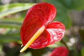 Pin On Hawaiian Hale Ideas