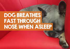 Dog Breathing Fast Through Nose While Sleeping When To Worry