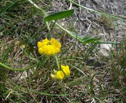 Image result for Pycreus muricatus