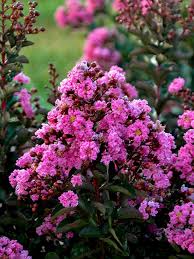Image result for Lagerstroemia