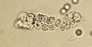 Pin On Microscopic